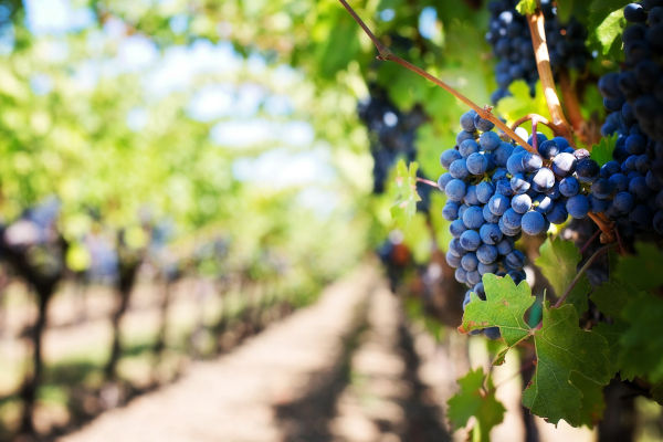 corso segretaria azienda vitivinicola