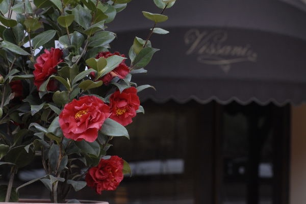 Ingresso del ristorante di Casa Vissani di Gianfranco Vissani con insegna elegante e fiori rossi in primo piano.